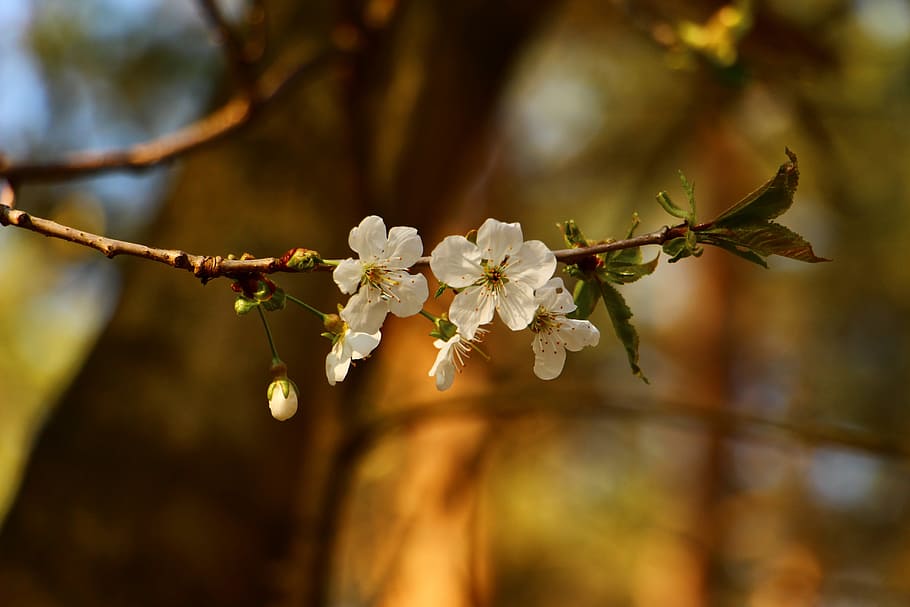 Cherry Blossoms, Spring, Nature, Branch, april, flower, fragility HD wallpaper