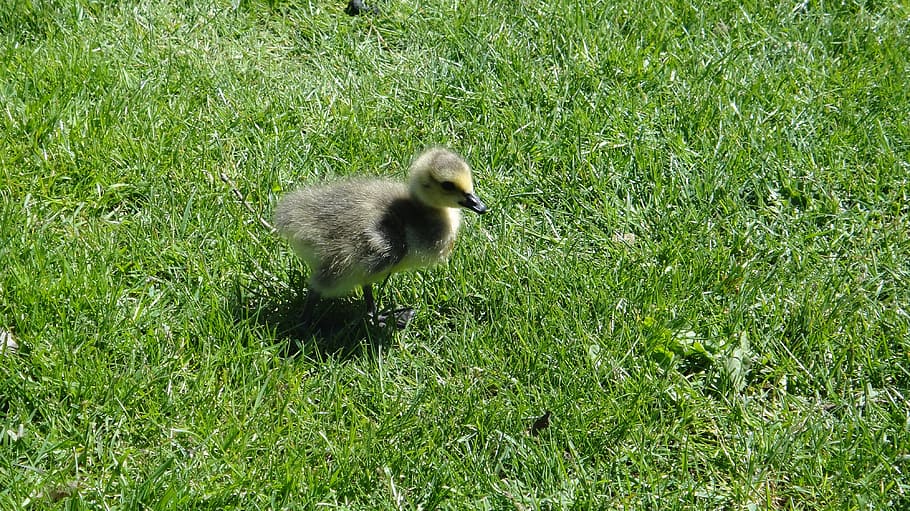 gosling, duck, chick, bird, baby, young, nature, animal, duckling HD wallpaper