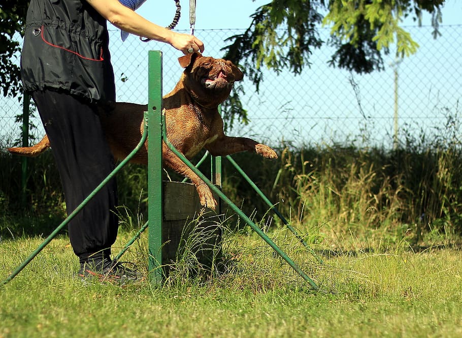 training, bordeaux, mastiff, dog, summer, nature, sunny, outdoor HD wallpaper