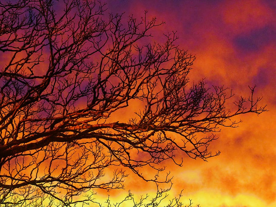 tree under orange and yellow cloudy sky, sunset, branches, clouds HD wallpaper