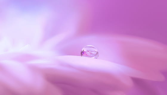 macro photography of water drop, blossom, bloom, flower, drip HD wallpaper