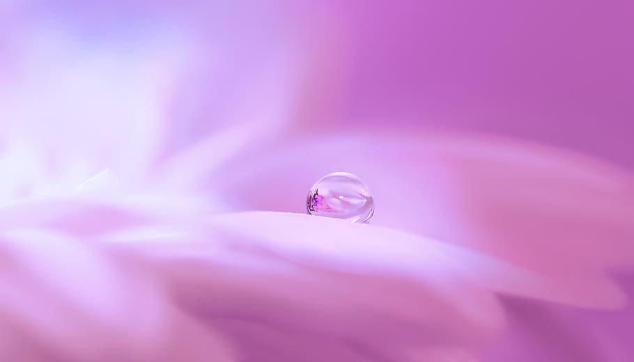 macro photography of water drop, blossom, bloom, flower, drip HD wallpaper