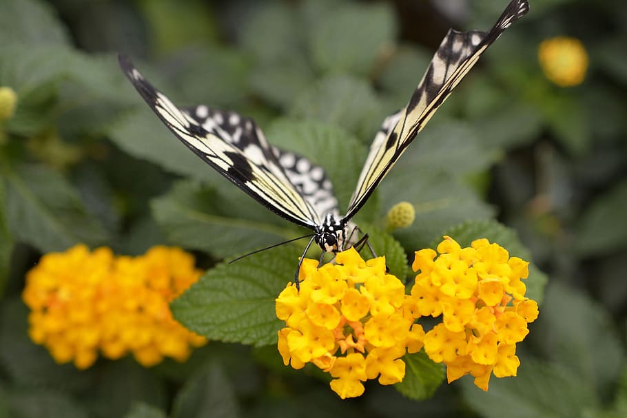white and black butterfly perched on yellow lantana flowers HD wallpaper