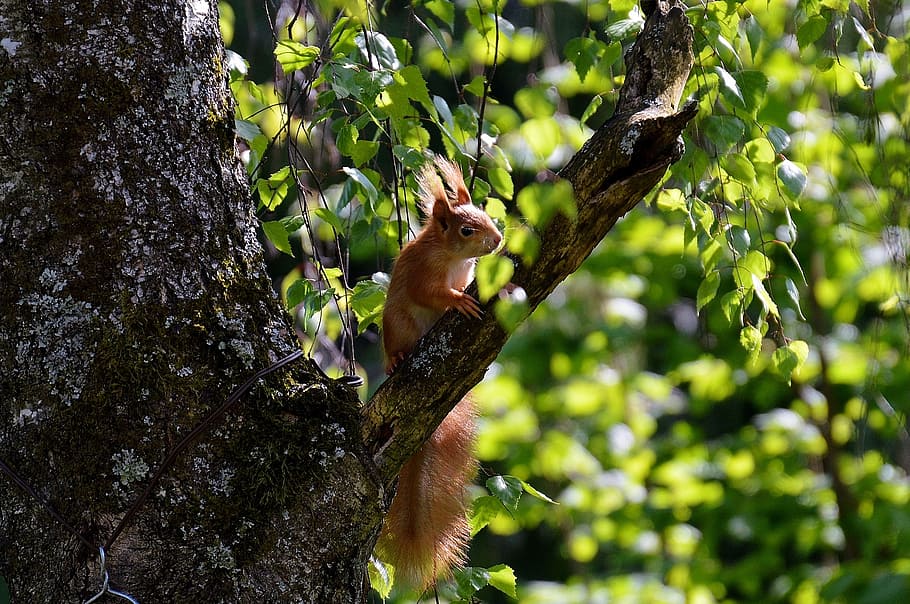 squirrel, nager, cute, nature, animals, tree, climb, plant HD wallpaper