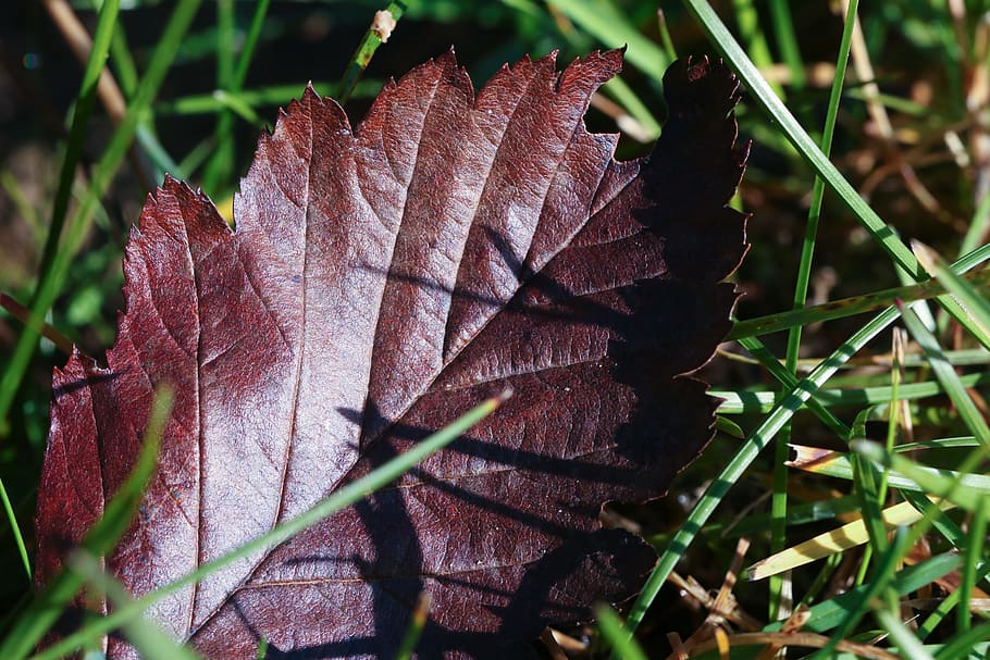 leaf, autumn, fall, nature, plant, close-up, plant part, beauty in nature, HD wallpaper