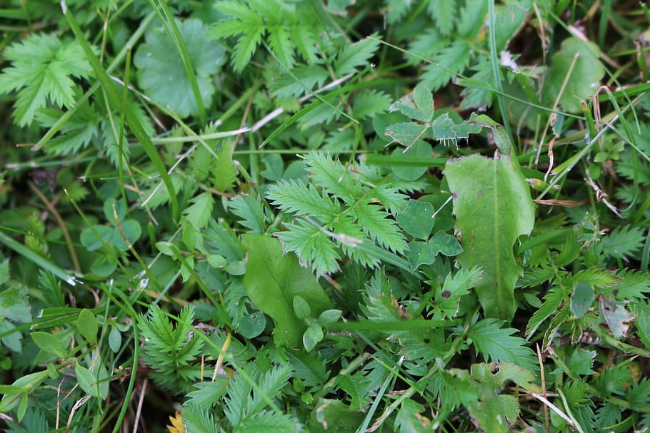 grass, green, summer, nature, blade of grass, leaf, green color HD wallpaper
