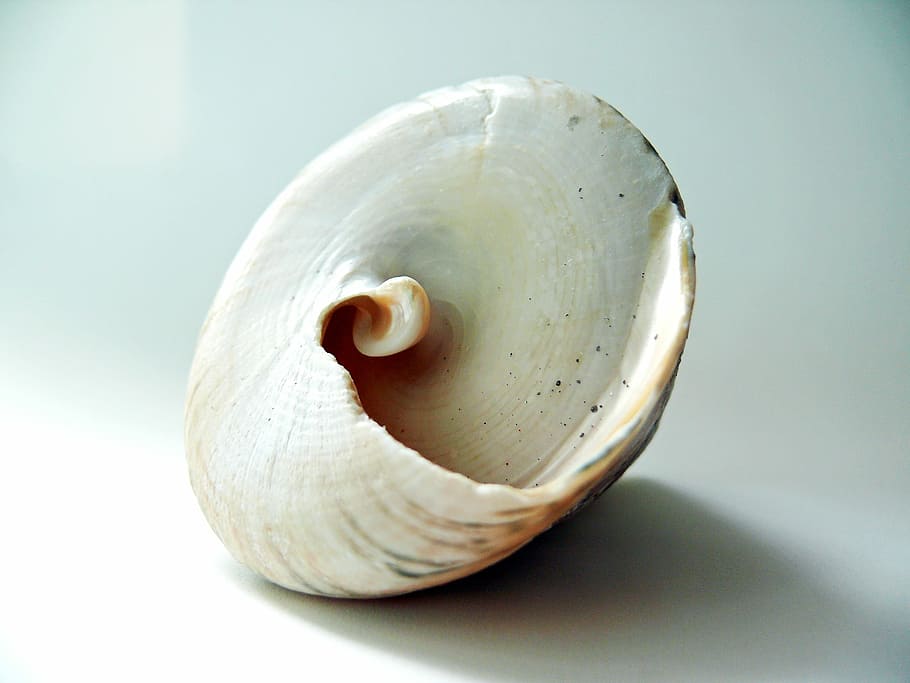Shell, Lime, Seashell, studio shot, single object, food and drink HD wallpaper