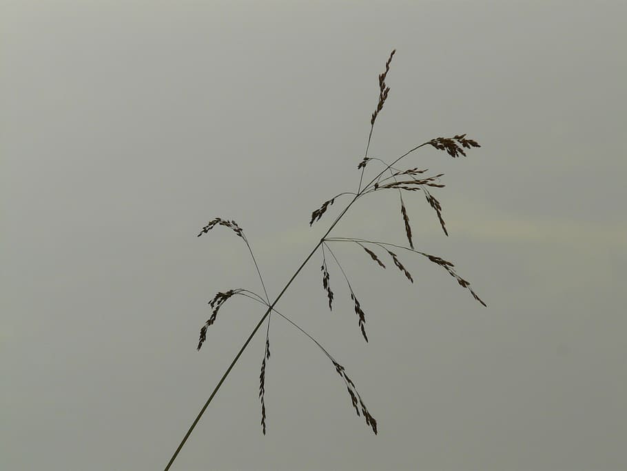 grass, plant, nature, sky, growth, no people, beauty in nature HD wallpaper