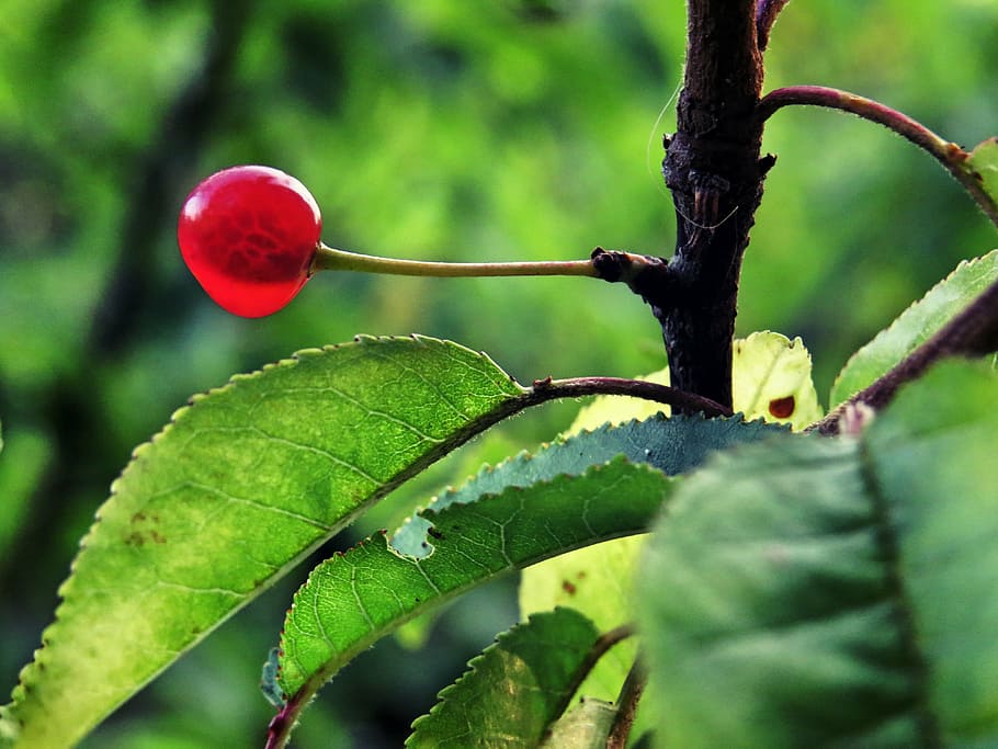 berry, leaf, bush, red, green, nature, fruit, plant, fresh HD wallpaper
