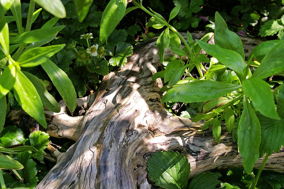 tree root, light and shadow, forest, sun, green, forest path HD wallpaper