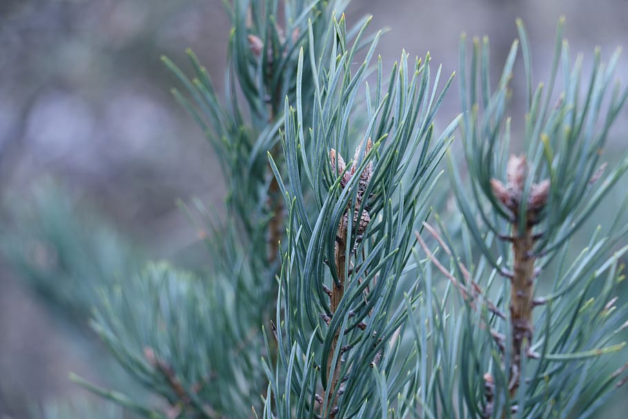 barr, pine, cone, green, shots, conifers, branch, growth, plant, HD wallpaper