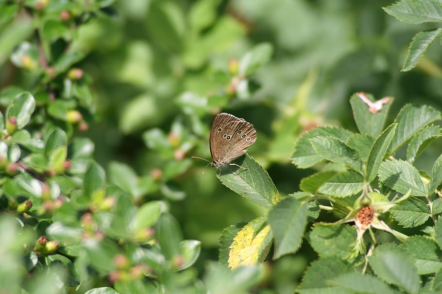 butterfly, nature, summer, leaf, plant part, invertebrate, animal wildlife HD wallpaper