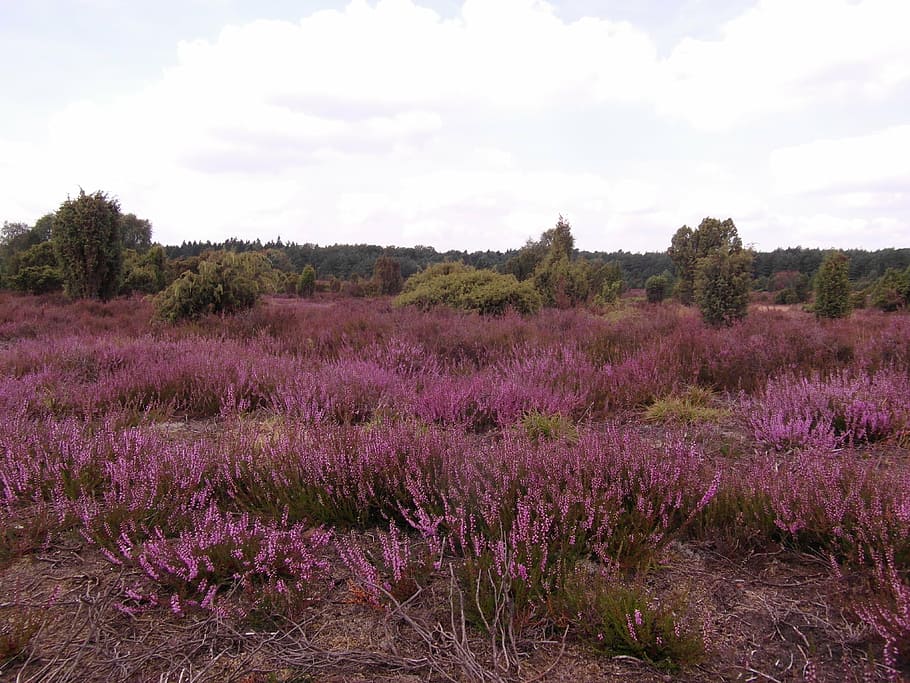 purple grass field, heide, heather, august, lüneburg, heathland