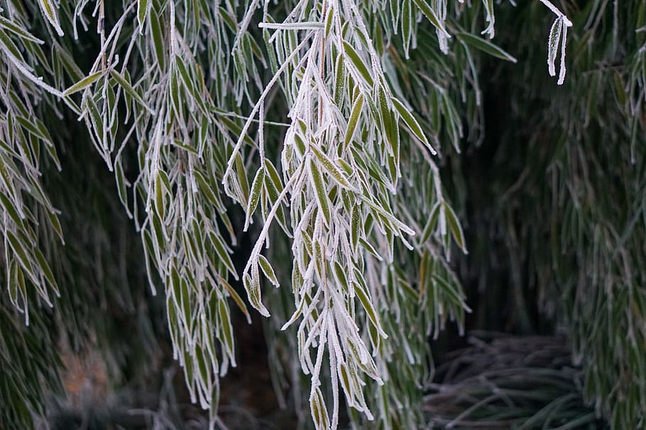 nature, plant, tree, leaf, wood, frost, no people, close-up HD wallpaper