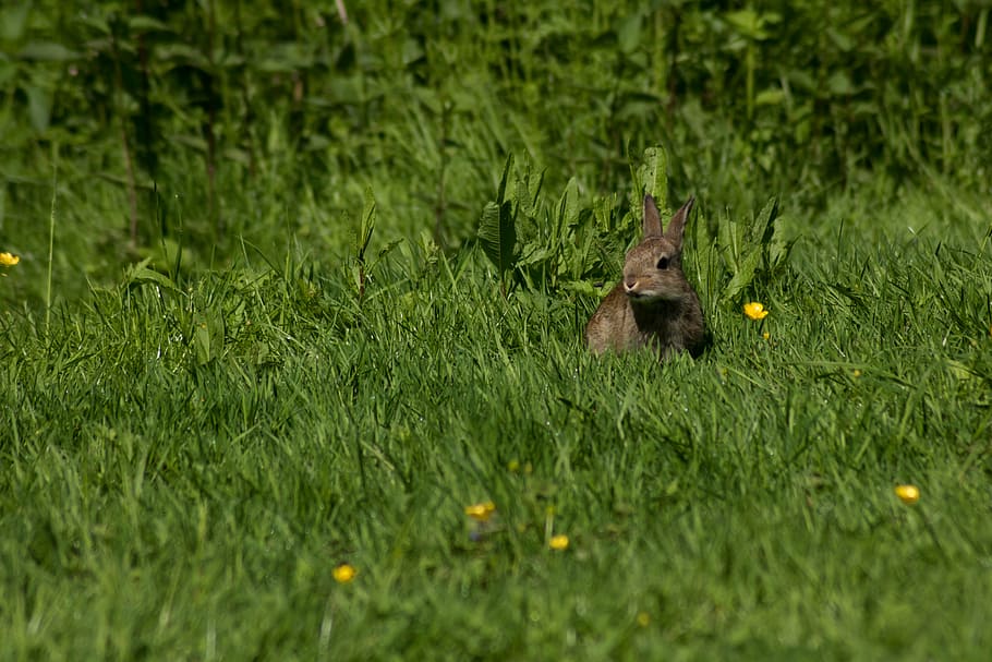 hare, rabbit, meadow, nature, casting, city park, rodent, animals HD wallpaper
