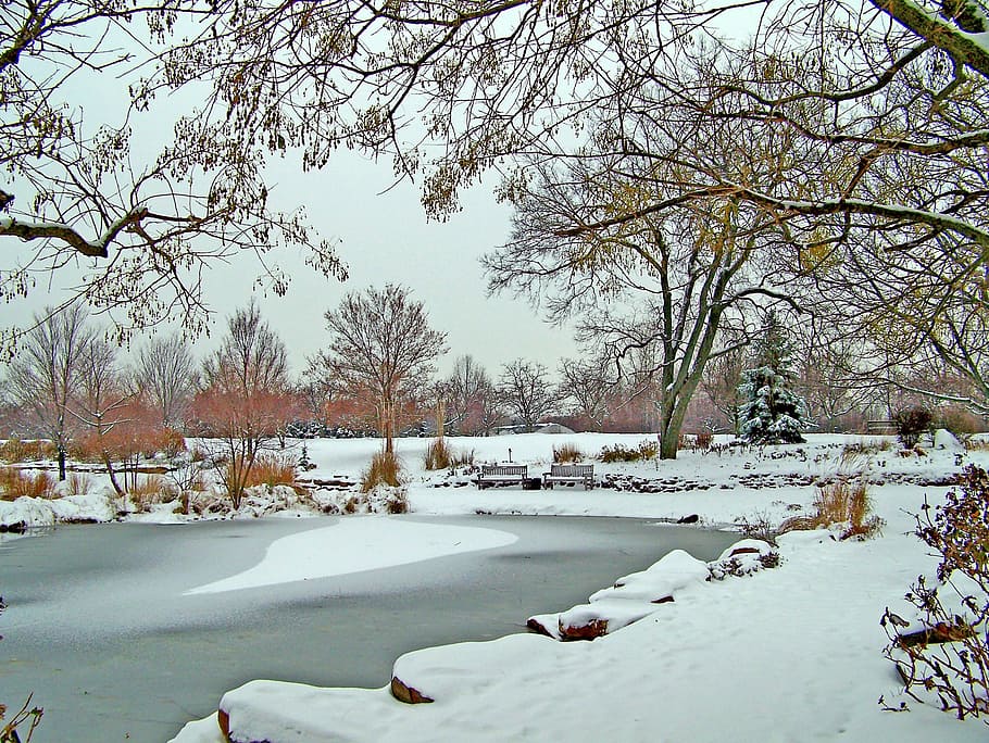 frozen, pond, winter, ice, snow, trees, cold temperature, plant HD wallpaper