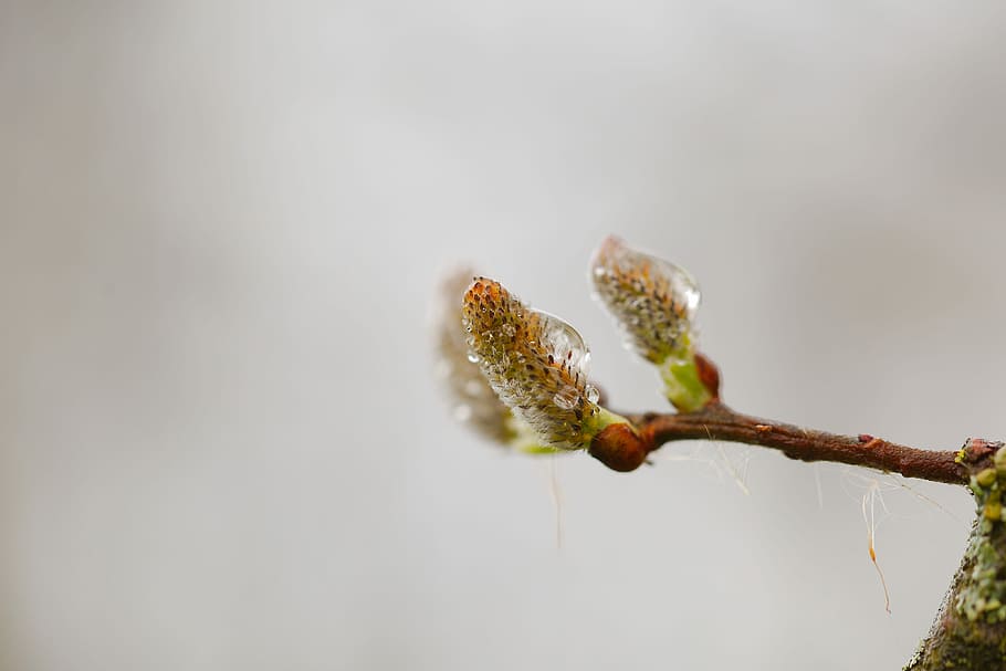 nature, leaf, growth, blur, plant, tree, bud, tender, cat, wood HD wallpaper
