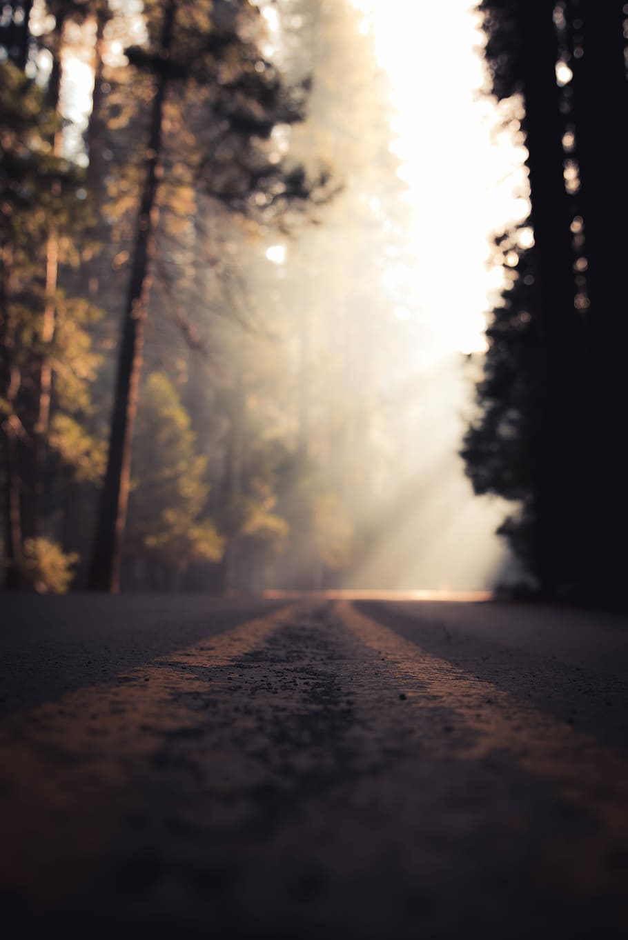 low angle view of road in mist, low angle photography of road between tree HD wallpaper