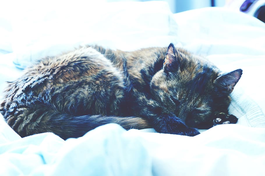 Black Tabby Cat, animal, bed, cat face, close-up, domestic, domestic cat HD wallpaper