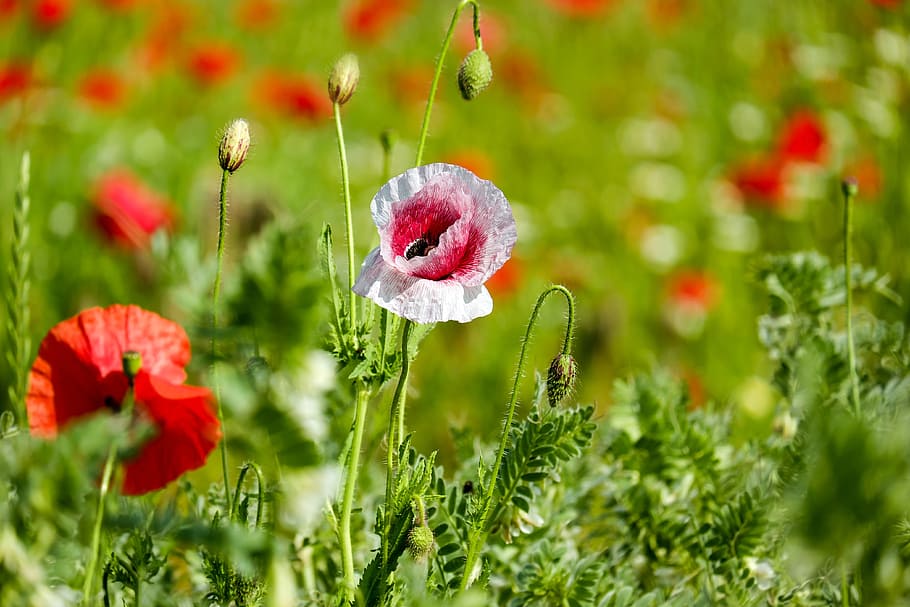 nature, field, flowers, summer, beautiful, bloom, blooming, blossom HD wallpaper