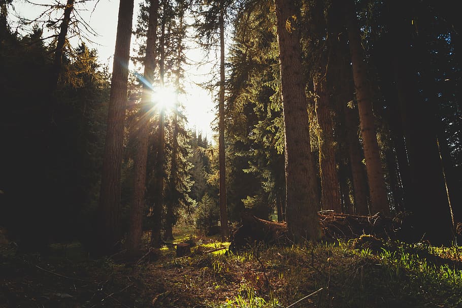 tall trees lot, forest with trees hit by sunlight, photo, Sunray HD wallpaper