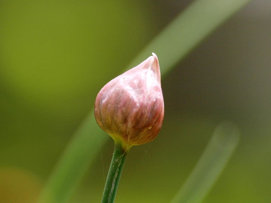 chive bud, chives, leek, herbs, nature, spice, plant, beauty in nature HD wallpaper