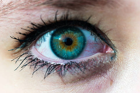 close up photo of left human eye, human right, color, iris HD wallpaper