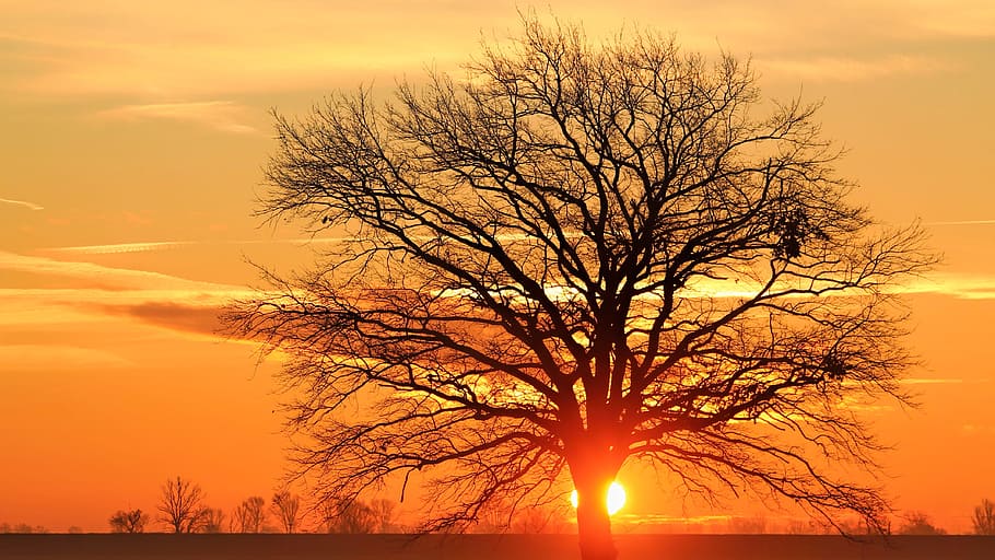 Silhouette Bare Tree Against Sky during Sunset, abendstimmung, HD wallpaper