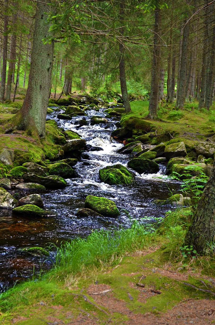 stream, nature, forest, water, stones, landscape, bank, šumava HD wallpaper