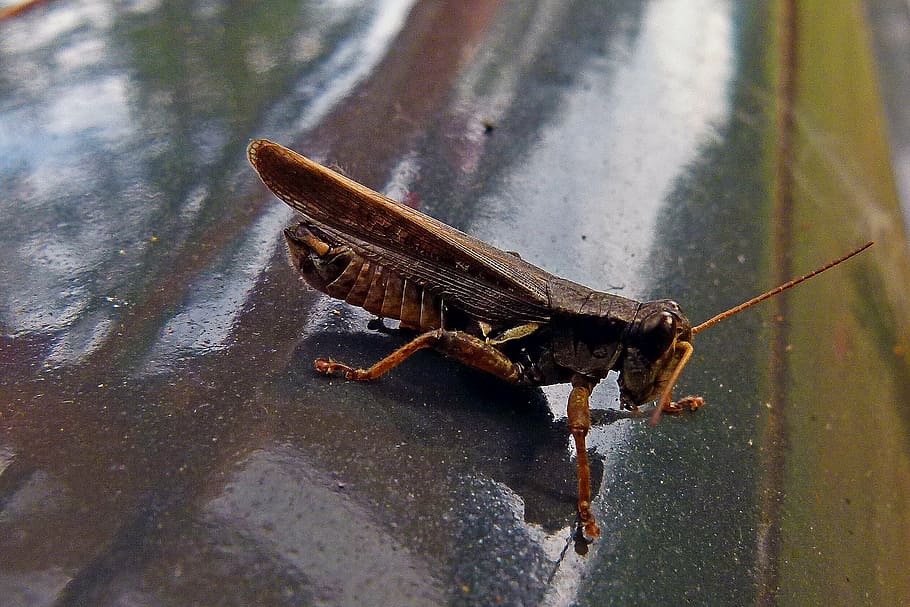 grasshopper, locust, insect, nature, animal, macro, animal themes HD wallpaper
