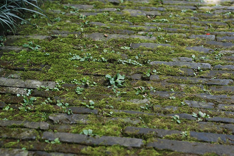 ground, moss, brick, nature, outdoors, backgrounds, leaf, plant HD wallpaper