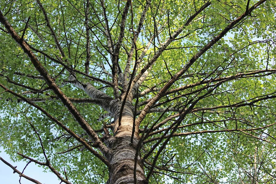 birch, branches, finnish, tree, plant, low angle view, trunk HD wallpaper