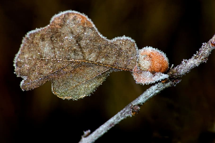 frost, winter, ice, leaf, frozen, plant, cold temperature, close-up HD wallpaper