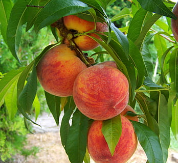 peach fruits during daytime, mature, food, nature, agriculture HD wallpaper