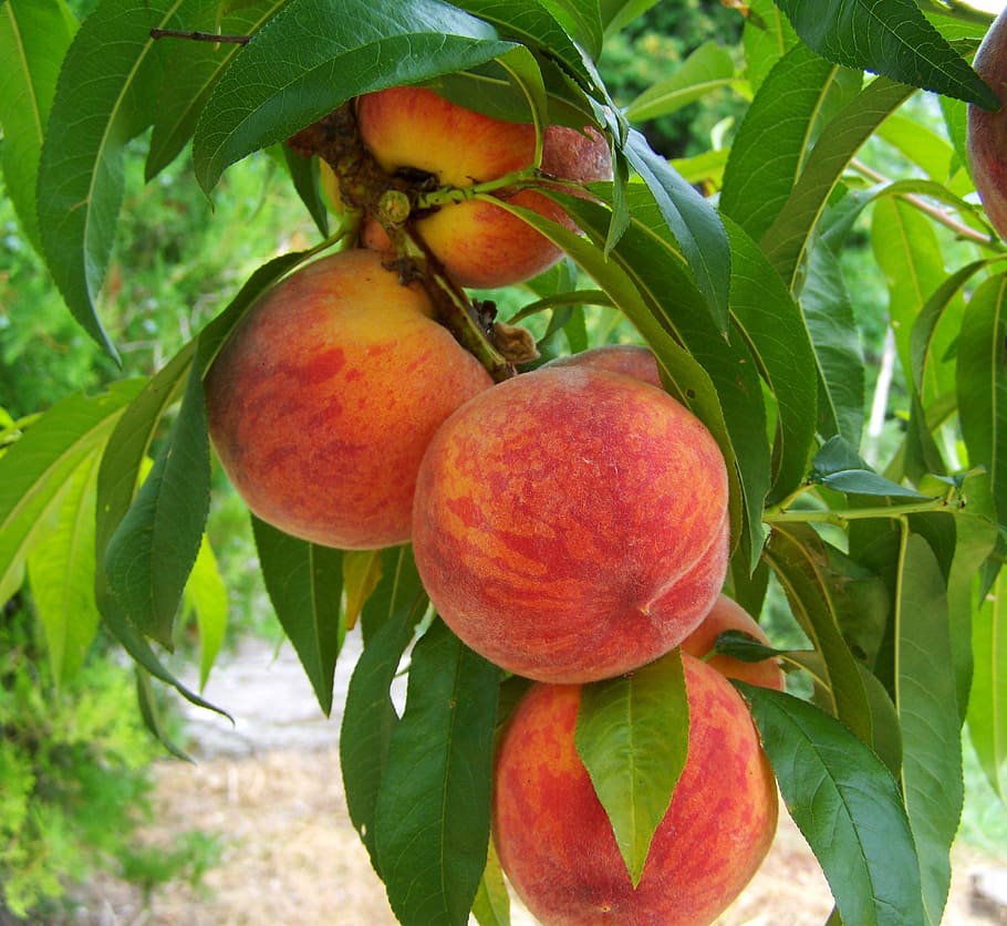 peach fruits during daytime, mature, food, nature, agriculture