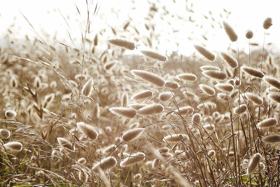 dune-grass, hare's-tail, cotton-grass, fluffy-grass, nature HD wallpaper