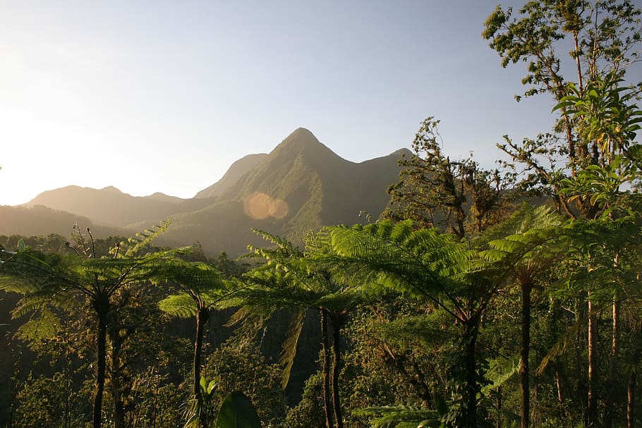 nature, landscape, mountain, summit, tree, plant, beauty in nature HD wallpaper