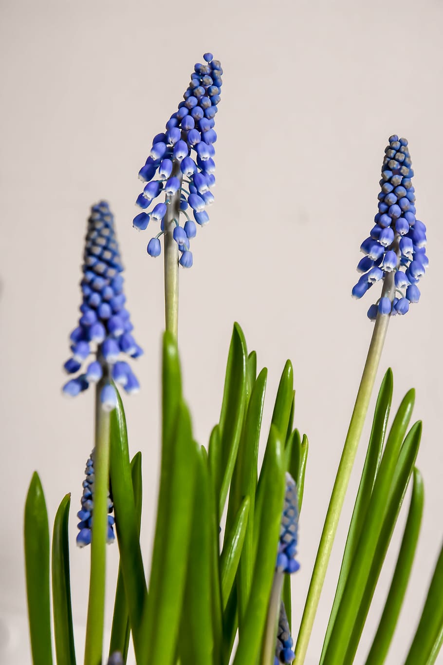blue flowers, spring flowers, nature, white, green, floral HD wallpaper