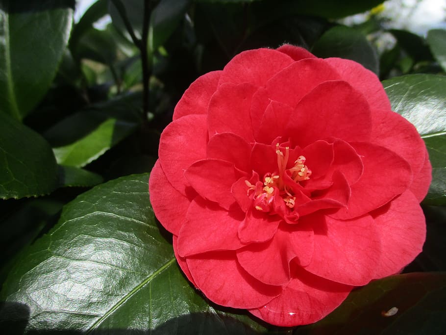 Camellia, Flower, Red, Leaf, Bloom, spring, green, plant, petal HD wallpaper