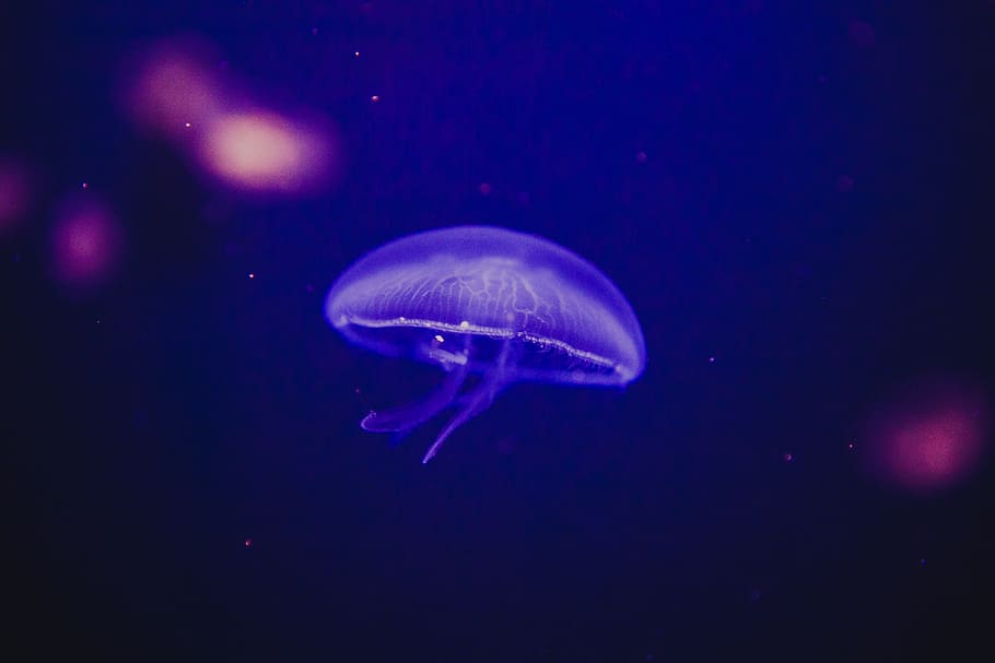 shallow focus photography of purple jellyfish, under water  photography purple Jelly fish, HD wallpaper