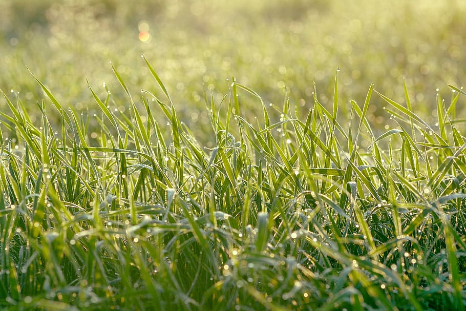 juicy grass, rosa, meadow, drops, wet grass, morning, the freshness, HD wallpaper