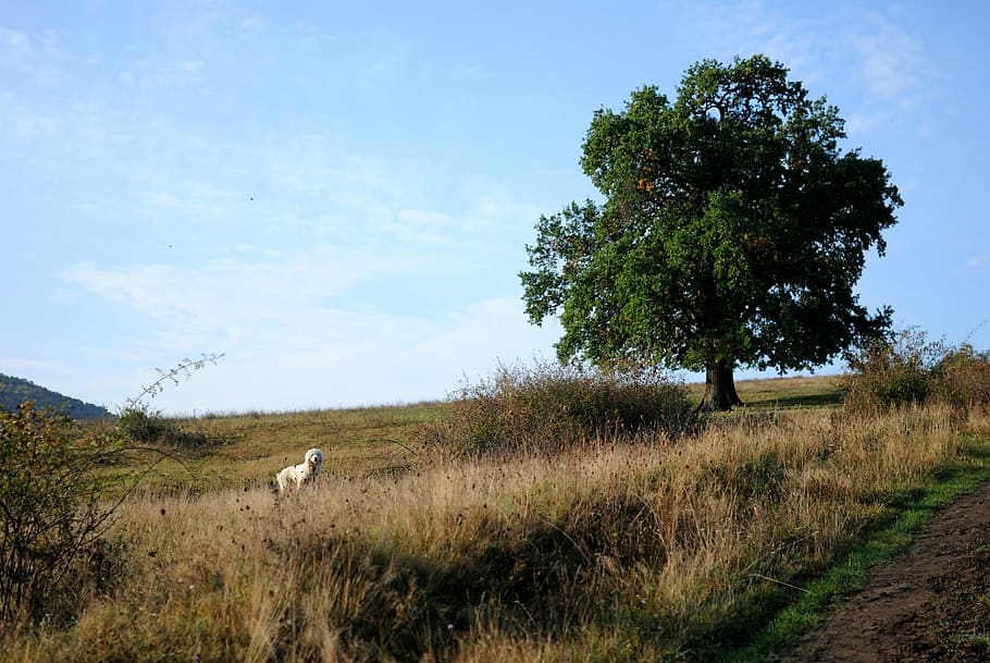 tree, meadow, dog, animal, pet, green, nature, landscape, grass HD wallpaper