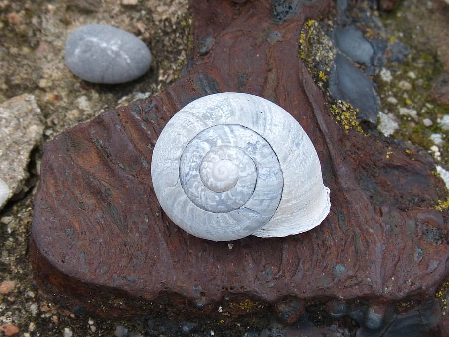 Snail, Shell, Spiral, Textures, rock - object, outdoors, no people HD wallpaper