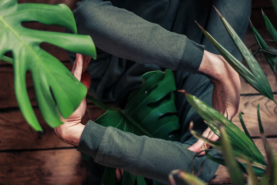 person hearing black sweater, person's arm, hand, tree, plant HD wallpaper