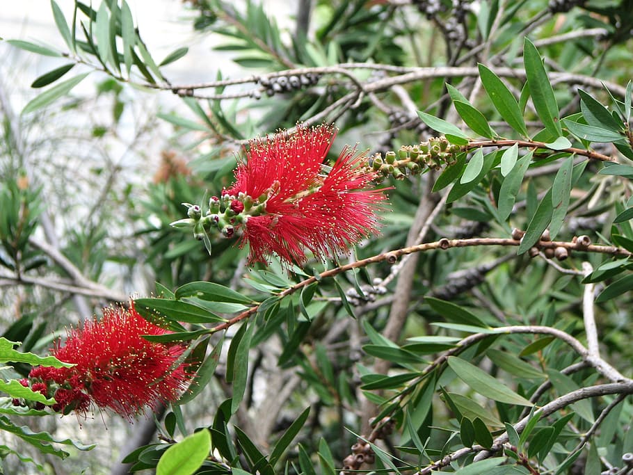 red, fuzzy flower, spring, plant, growth, plant part, berry fruit HD wallpaper