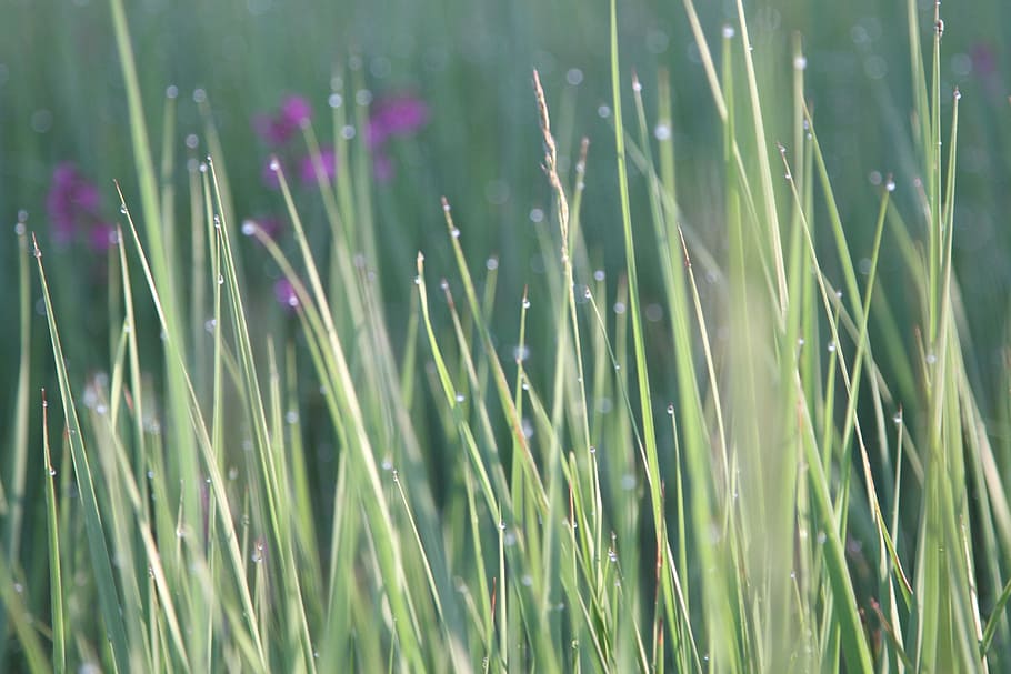 grass, nature, flora, field, summer, drops, flower, blossom HD wallpaper