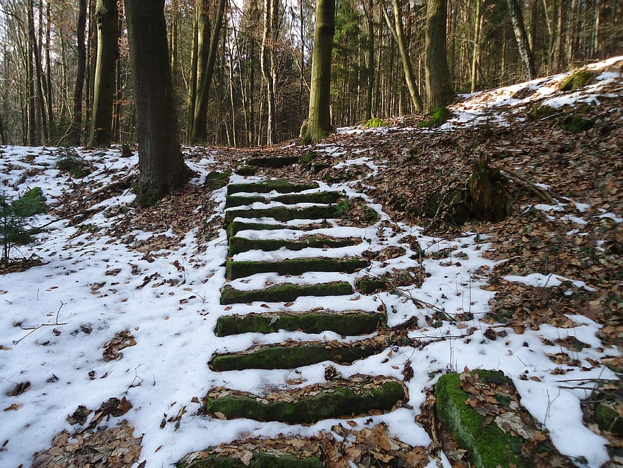 winter, stairs, forest, snow, cold temperature, tree, plant HD wallpaper