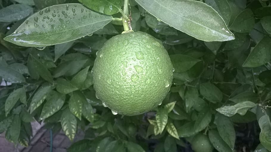orange, green, fruit, leaf, plant part, healthy eating, food HD wallpaper
