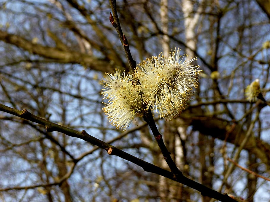 nature, willow, flower, cats, spring, plant, low angle view HD wallpaper