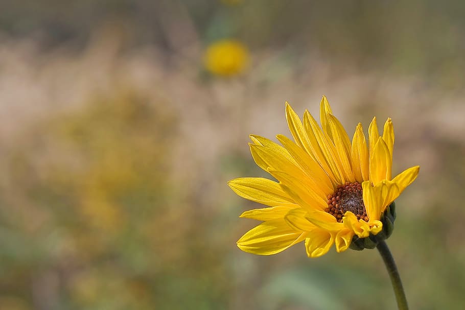 closeup photo of common sunflower, macro, nature, flowering plant, HD wallpaper